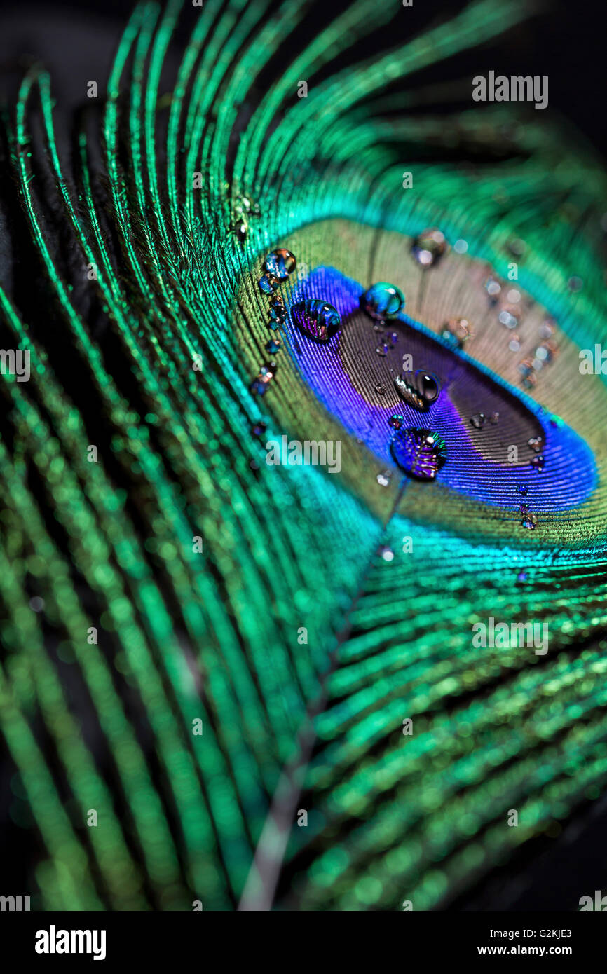 Plume et goutte d'eau, close-up Banque D'Images