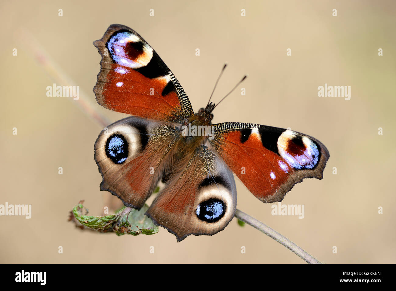 Peacock européenne Banque D'Images