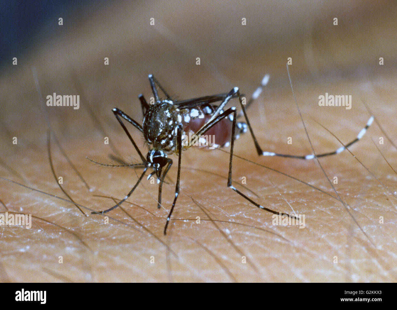 Moustique Aedes aegypti (égyptien) se nourrissant de sang de main humaine Banque D'Images