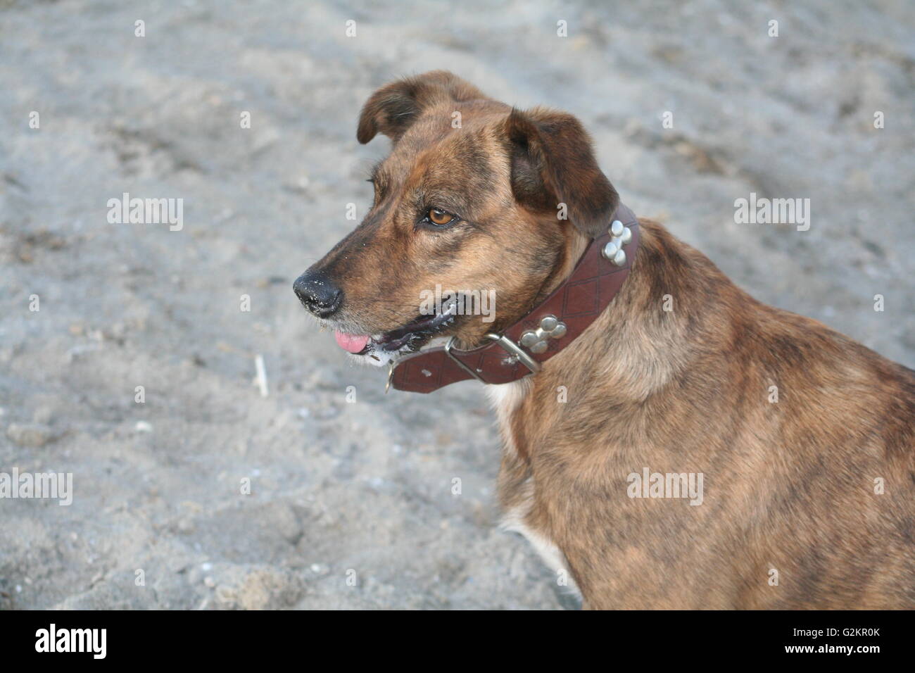 Mixed breed dog Brown à la plage Banque D'Images