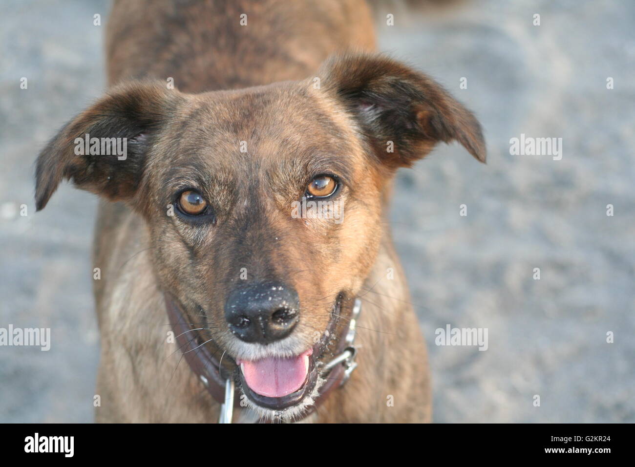 Mixed breed dog Brown à la plage avec un nez de sable Banque D'Images