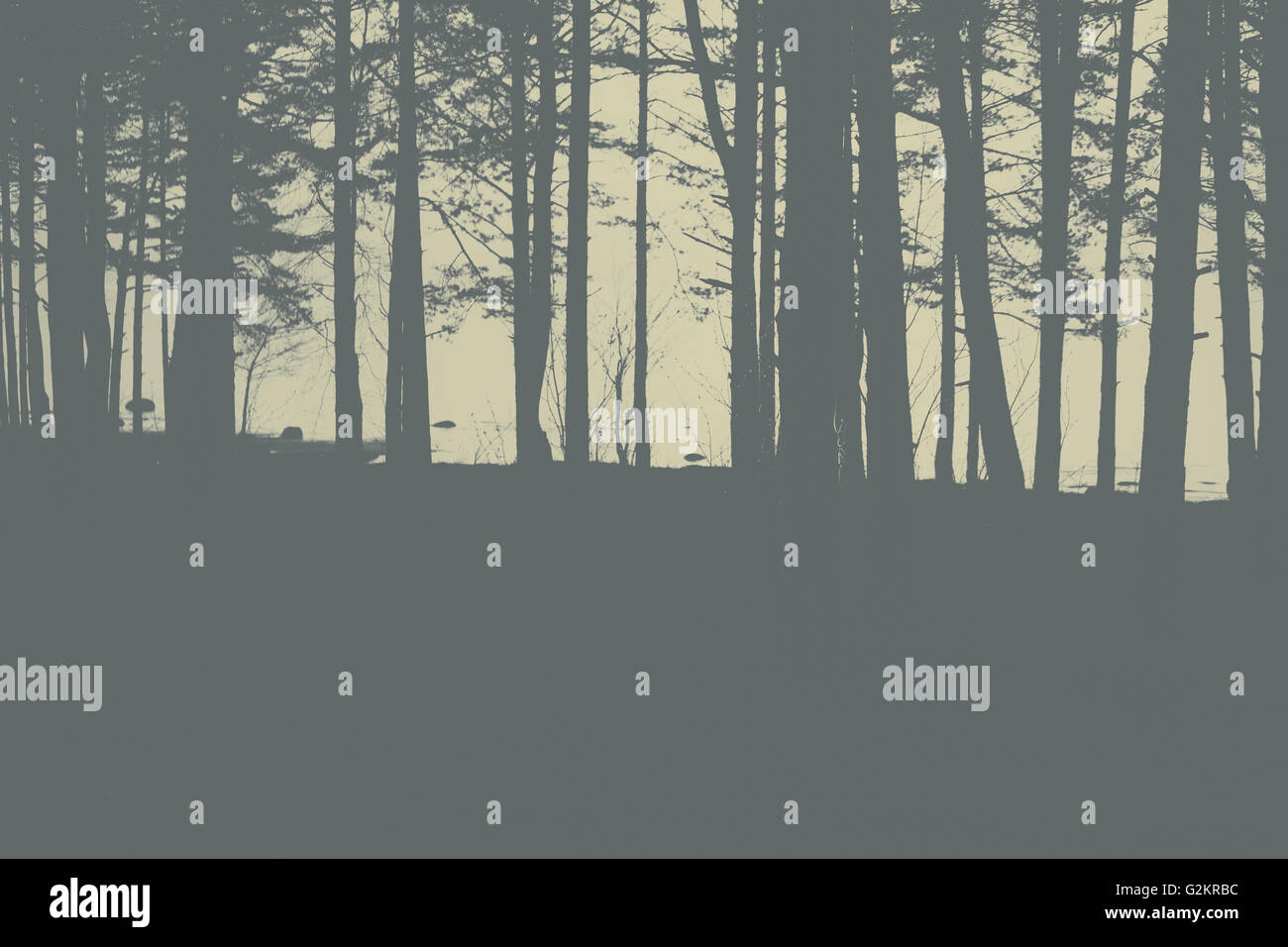 Couleurs gris des arbres contre le golfe de Finlande au soir. Banque D'Images