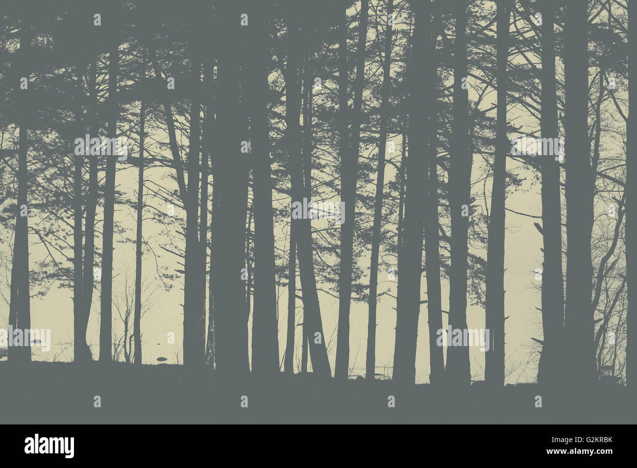 Couleurs gris des arbres contre le golfe de Finlande au soir. Banque D'Images