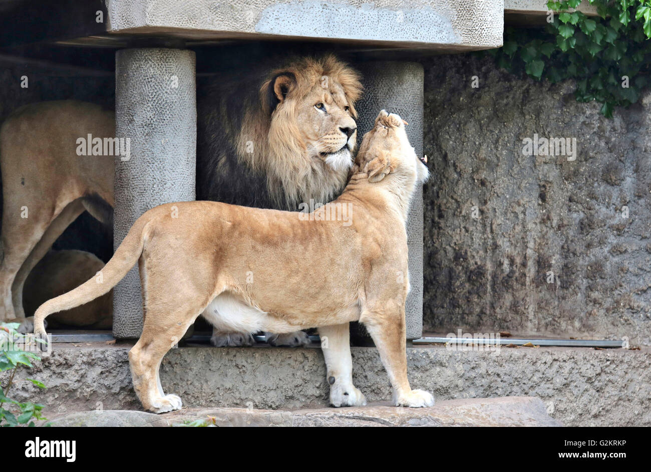 Une lionne et un lion dans un zoo de câlins Banque D'Images