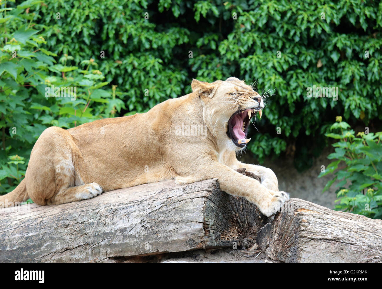 Une lionne sur un arbre Banque D'Images