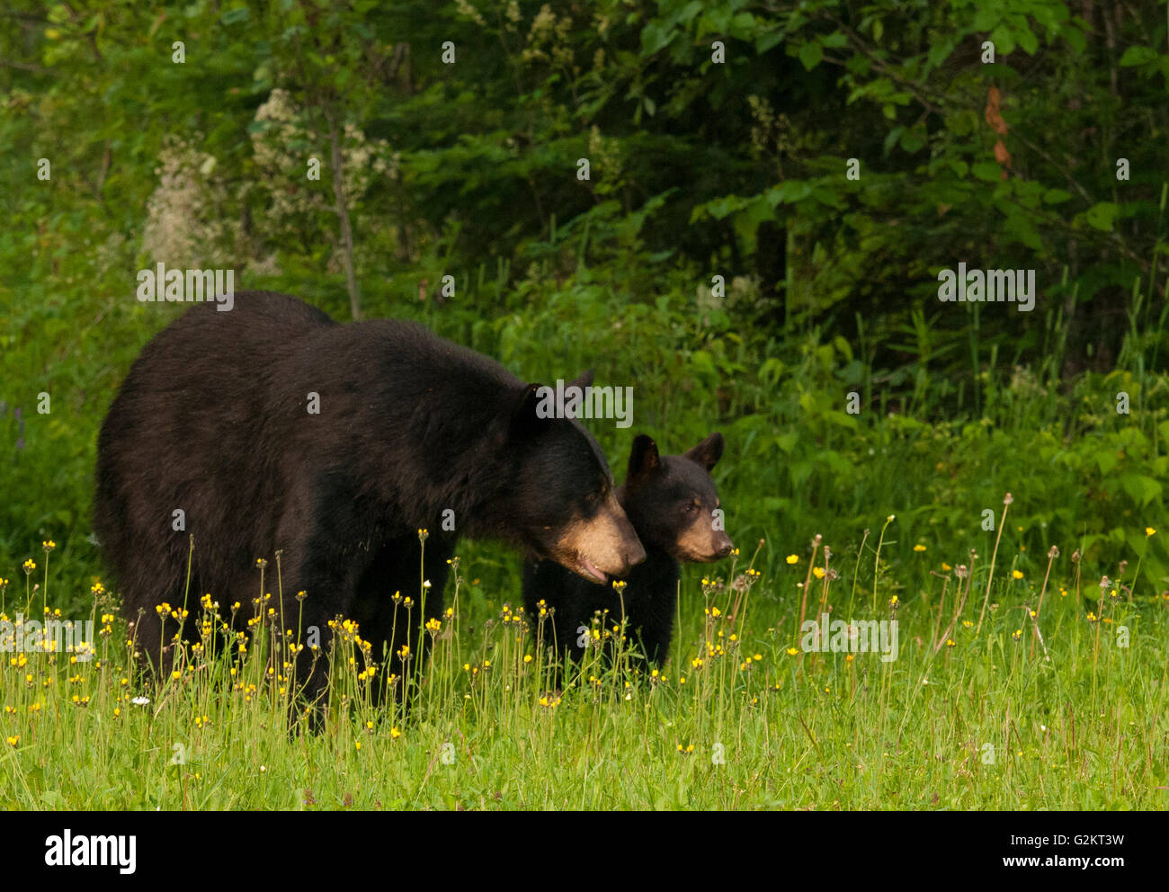 WIld ours noir (Ursus americanus) de femmes ou d'un énoncé des travaux et Cub, près du lac Supérieur, Ontario Canada Banque D'Images
