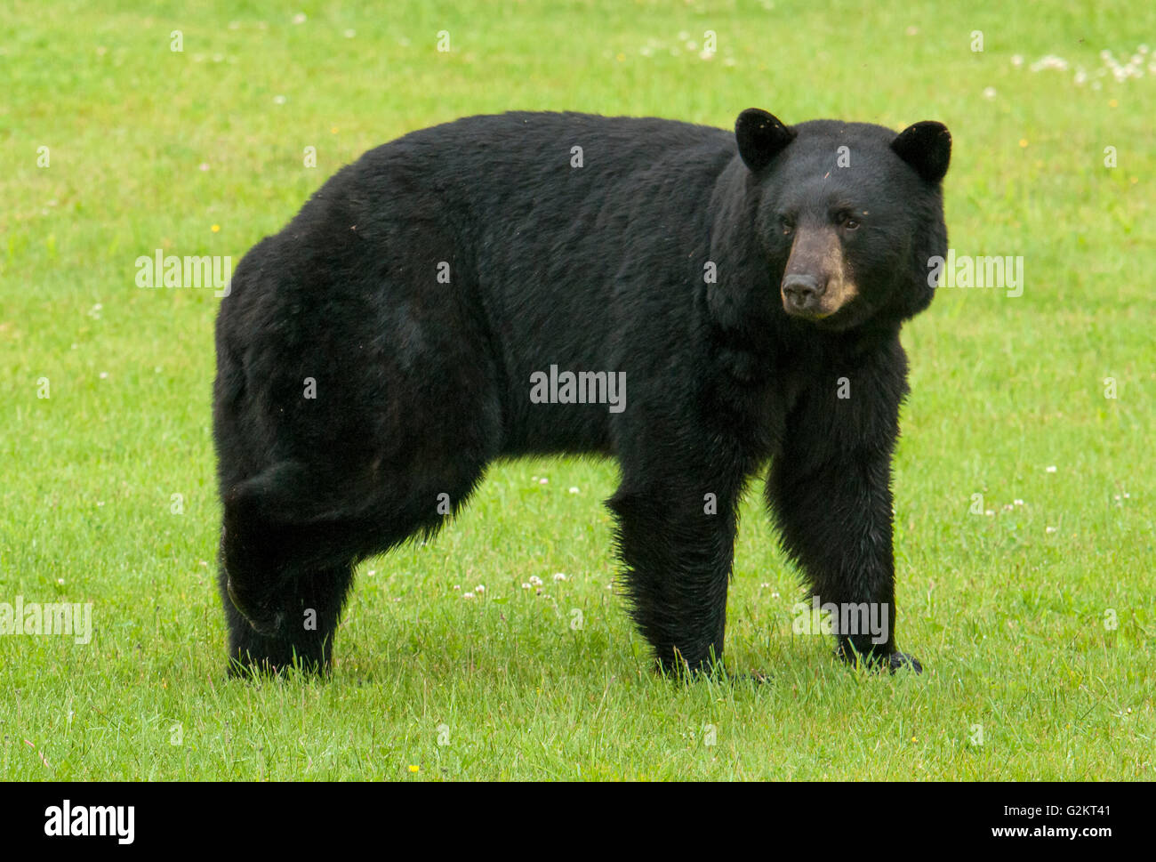 L'ours noir américain sauvage en pré herbeux, (Ursus americanus) de sexe masculin ou de sanglier, près du lac Supérieur, Ontario Canada Banque D'Images