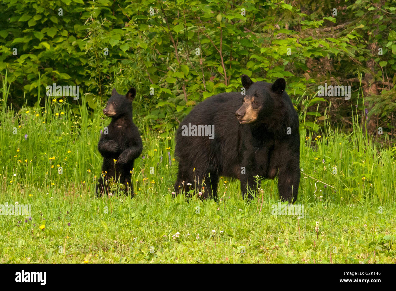 WIld ours noir (Ursus americanus) de femmes ou d'un énoncé des travaux et Cub, près du lac Supérieur, Ontario Canada Banque D'Images