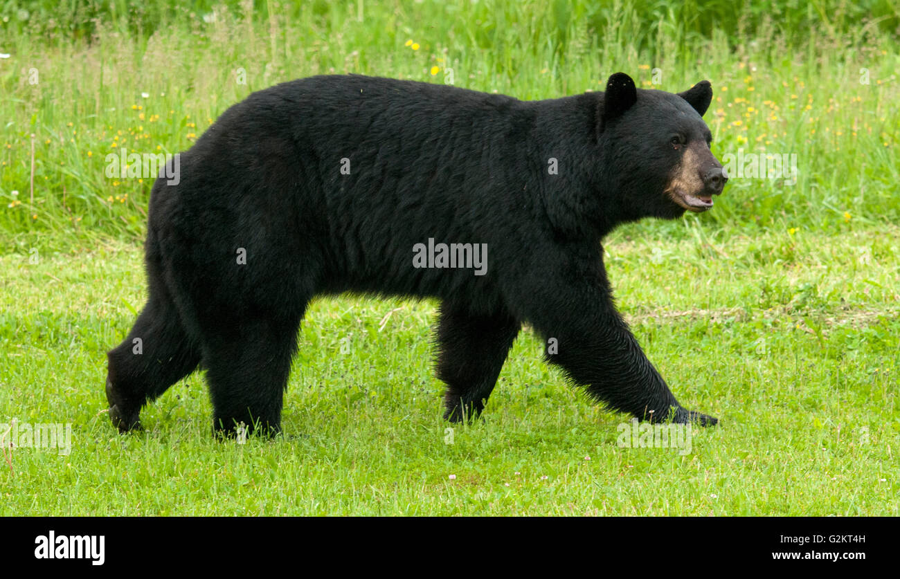 WIld ours noir (Ursus americanus) de sexe masculin ou de sanglier, près du lac Supérieur, Ontario Canada Banque D'Images