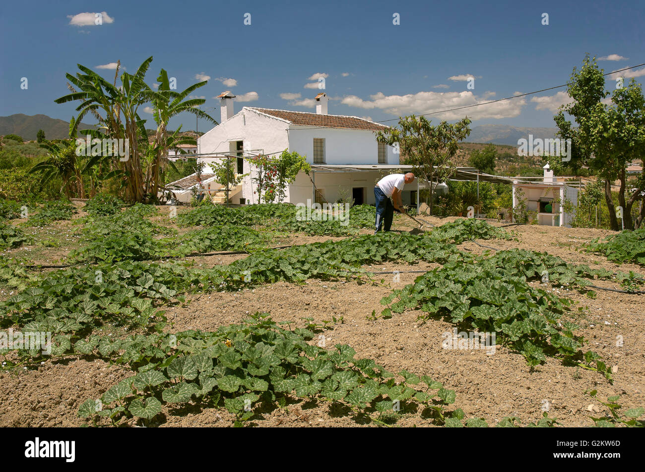 Verger et ferme de la Sierra de Mijas, Alhaurin el Grande, la province de Malaga, Andalousie, Espagne, Europe, Banque D'Images