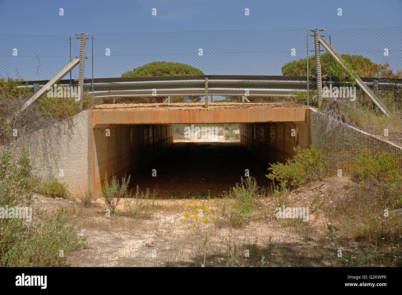 Le passage inférieur du chemin de Linx ibérique (Lynx pardinus), Parc National de Donana, province de Huelva, Andalousie, Espagne, Europe Banque D'Images