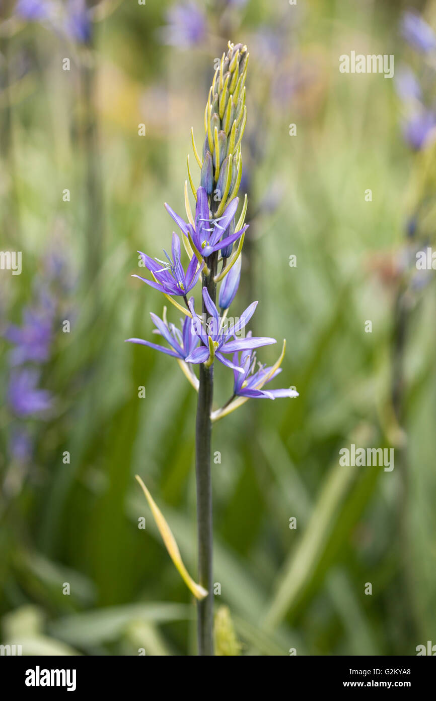 Gros plan sur la floraison de Camassia Quamash dans un jardin anglais, Royaume-Uni Banque D'Images