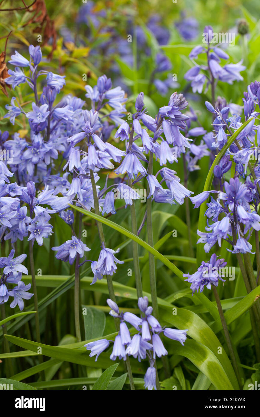 Gros plan sur la floraison de Bluebells dans un bois du Wiltshire, Angleterre, Royaume-Uni Banque D'Images