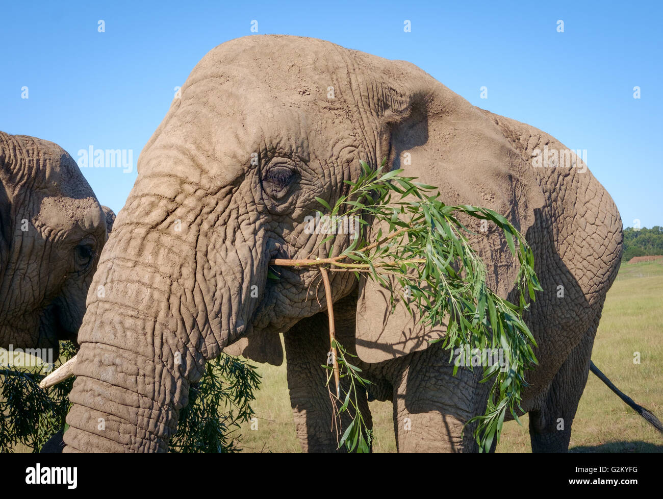 Branches de l'alimentation de l'eléphant d'Afrique à Knysna, Afrique du Sud Banque D'Images