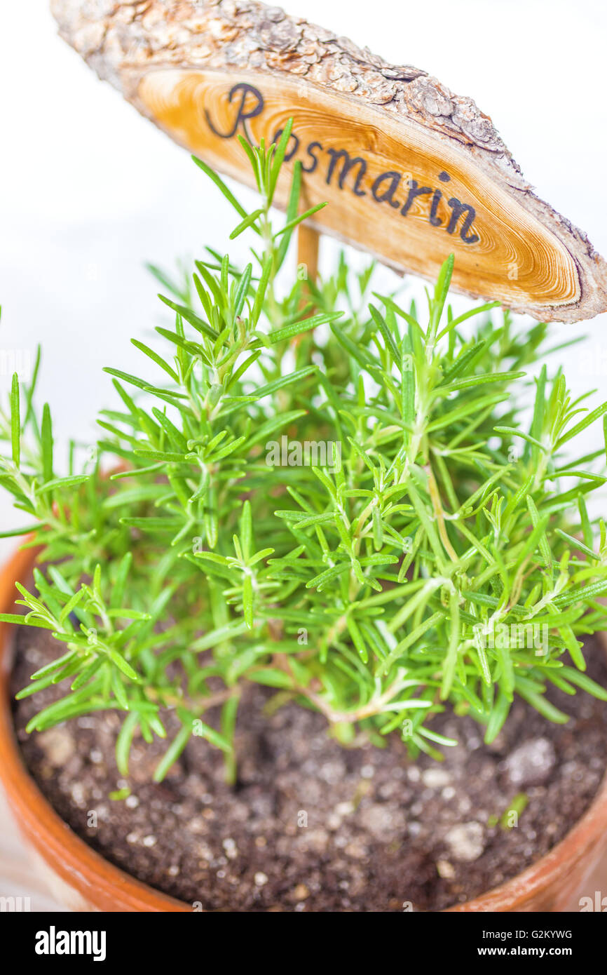 Pot de fleurs avec des plantes de romarin et la plaque, isolé Banque D'Images