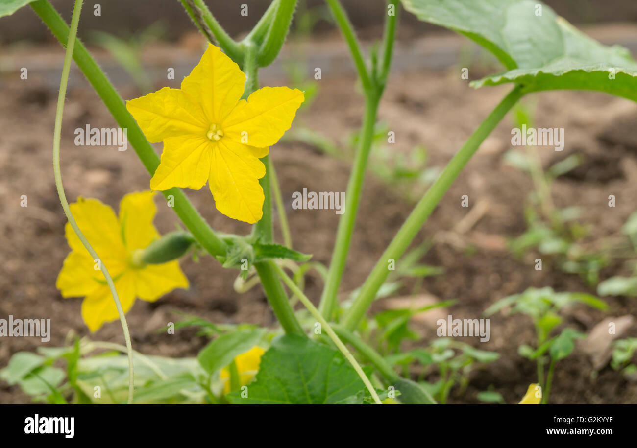 Fleur jaune et vert Concombre pousse manette sur terre Banque D'Images