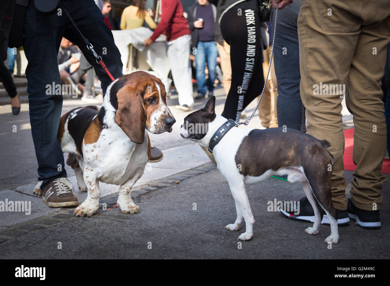 Deux chiens chaque message d'autres en reniflant. Banque D'Images