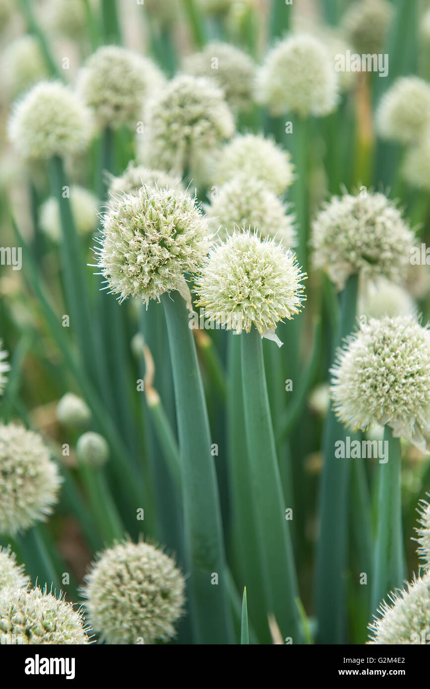 Close up of green onion head qui fleurit sur le terrain Banque D'Images