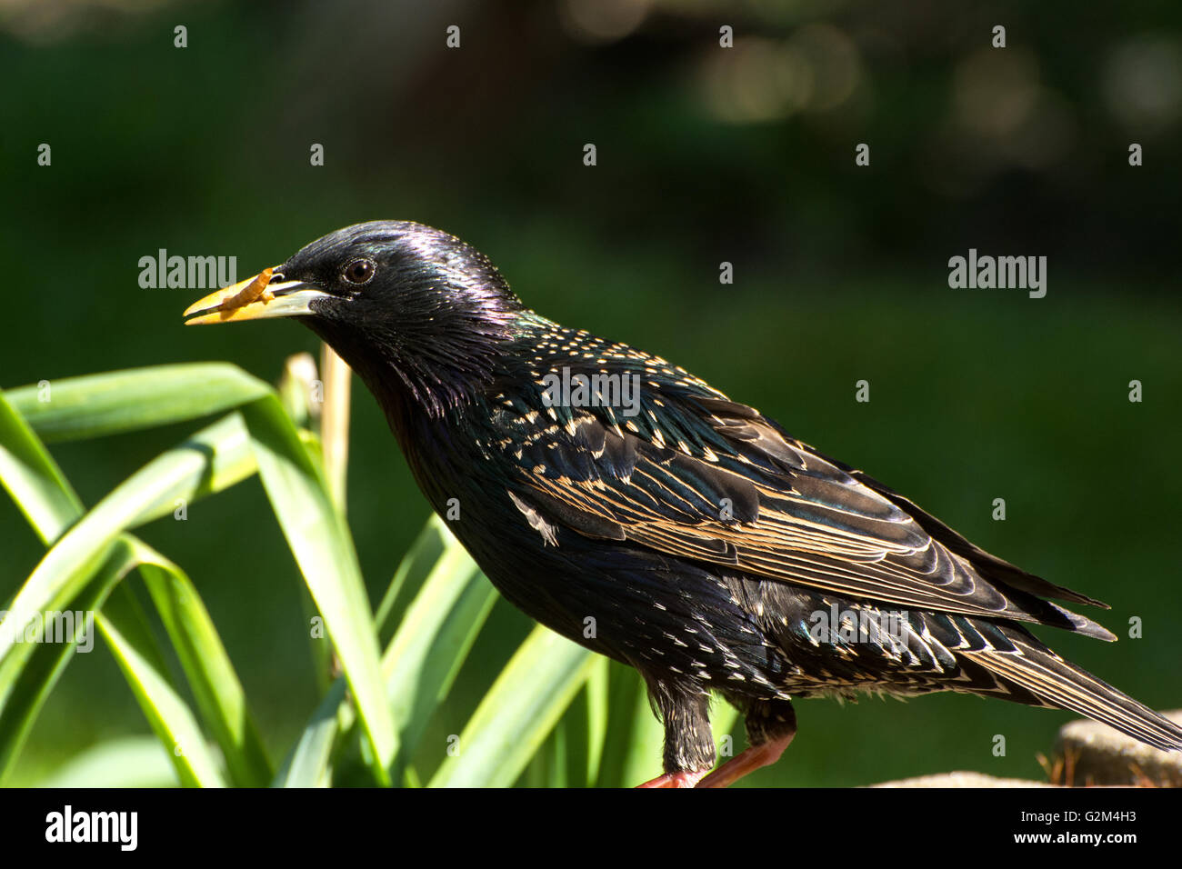 Etourneau sansonnet (Sturnus vulgaris) avec un repas ver dans son bec Banque D'Images