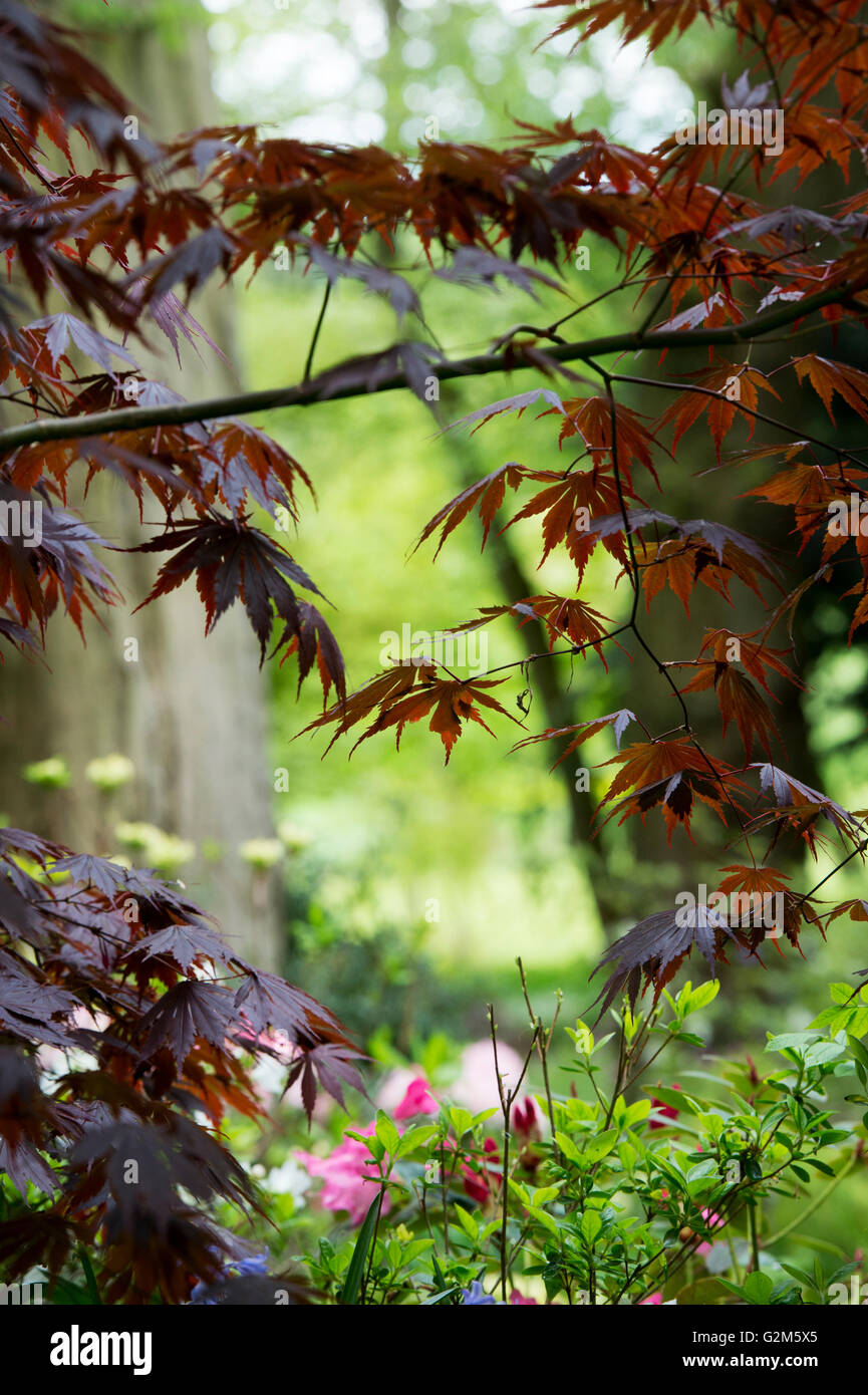 Acer palmatum 'Yasemin'. Japanese Maple Tree dans un jardin anglais au printemps Banque D'Images