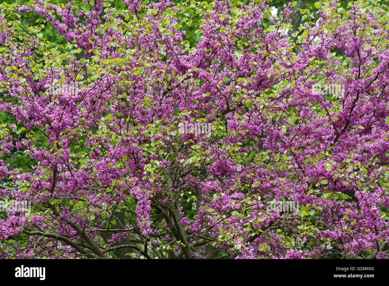 Cercis siliquastrum. Arbre de Judée en fleur au printemps. Arles, France Banque D'Images