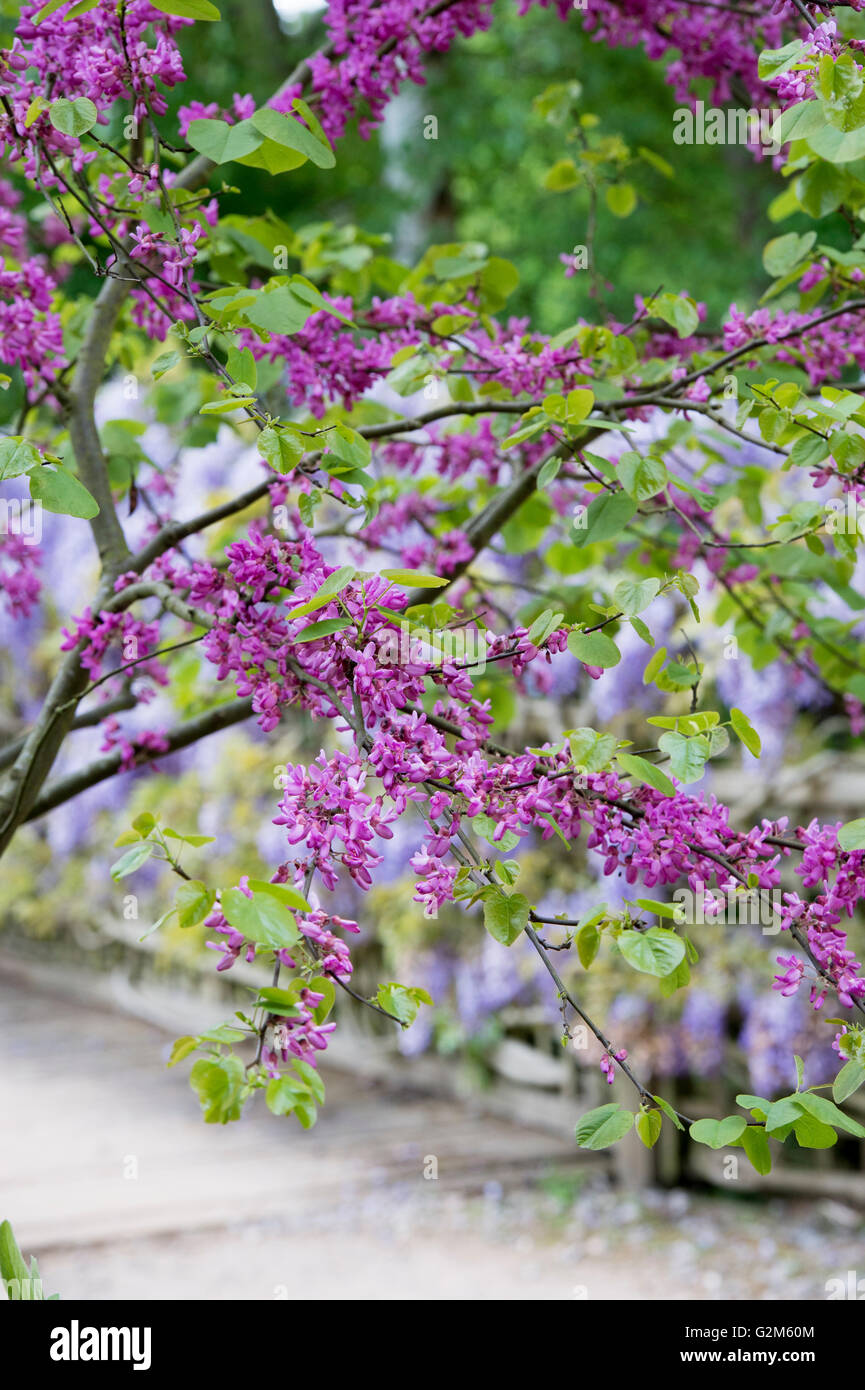 Cercis siliquastrum. Arbre de Judée en fleur au printemps. Arles, France Banque D'Images
