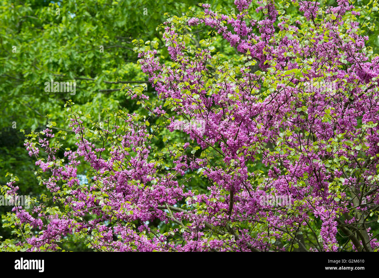 Cercis siliquastrum. Arbre de Judée en fleur au printemps. Arles, France Banque D'Images