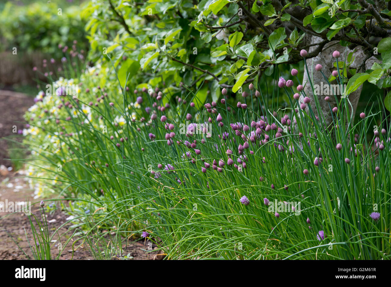 Allium schoenoprasum. Fleurs de ciboulette Banque D'Images