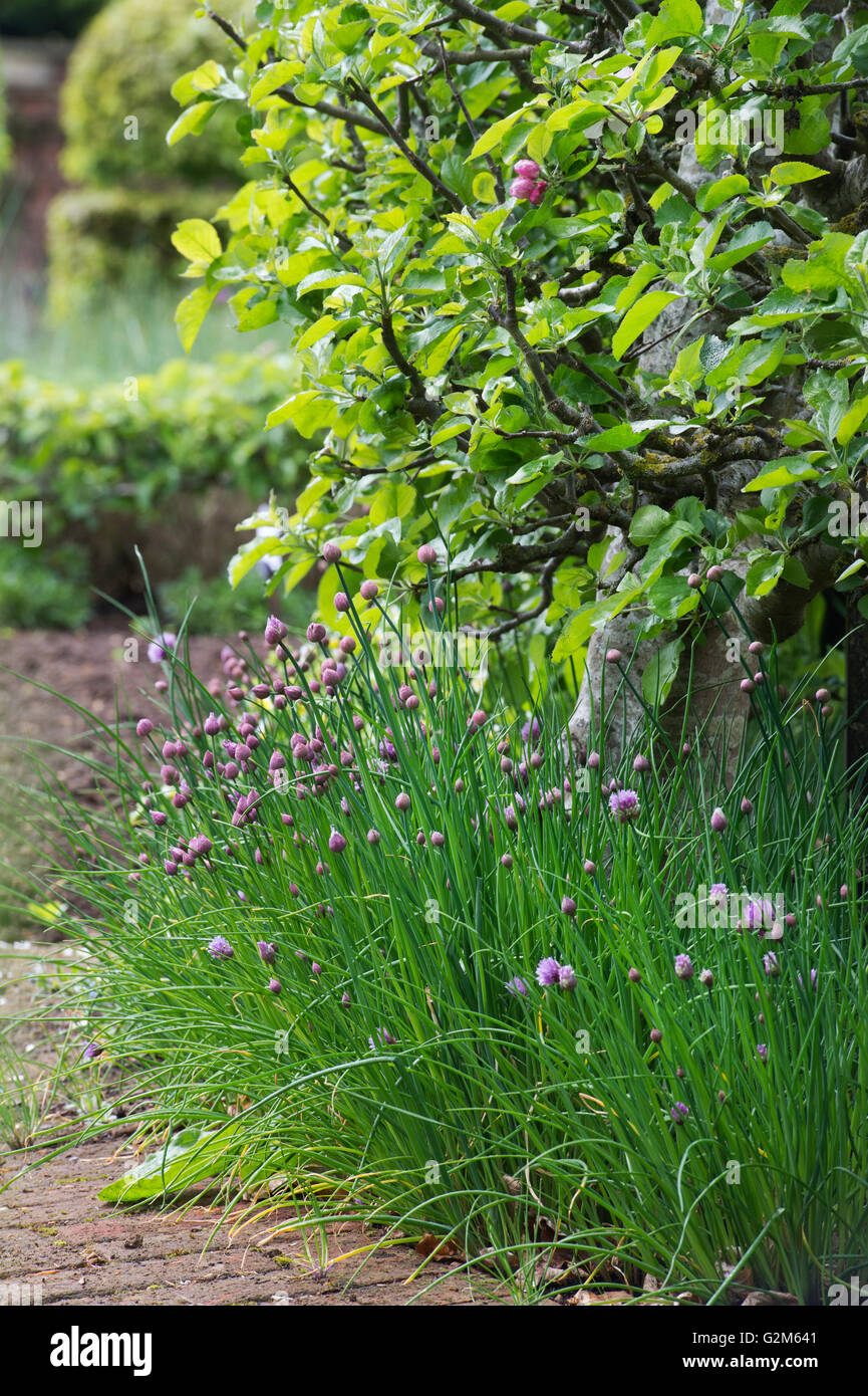 Allium schoenoprasum. Fleurs de ciboulette Banque D'Images