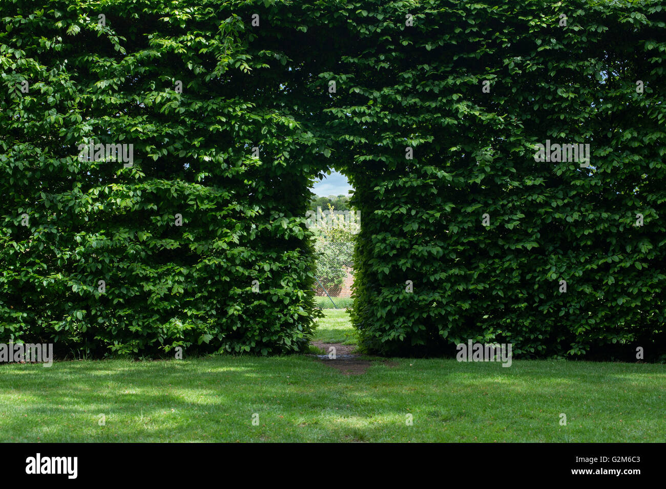 Par le biais d'une passerelle couverture hêtre à Broughton Grange Gardens, Oxfordshire, Angleterre Banque D'Images