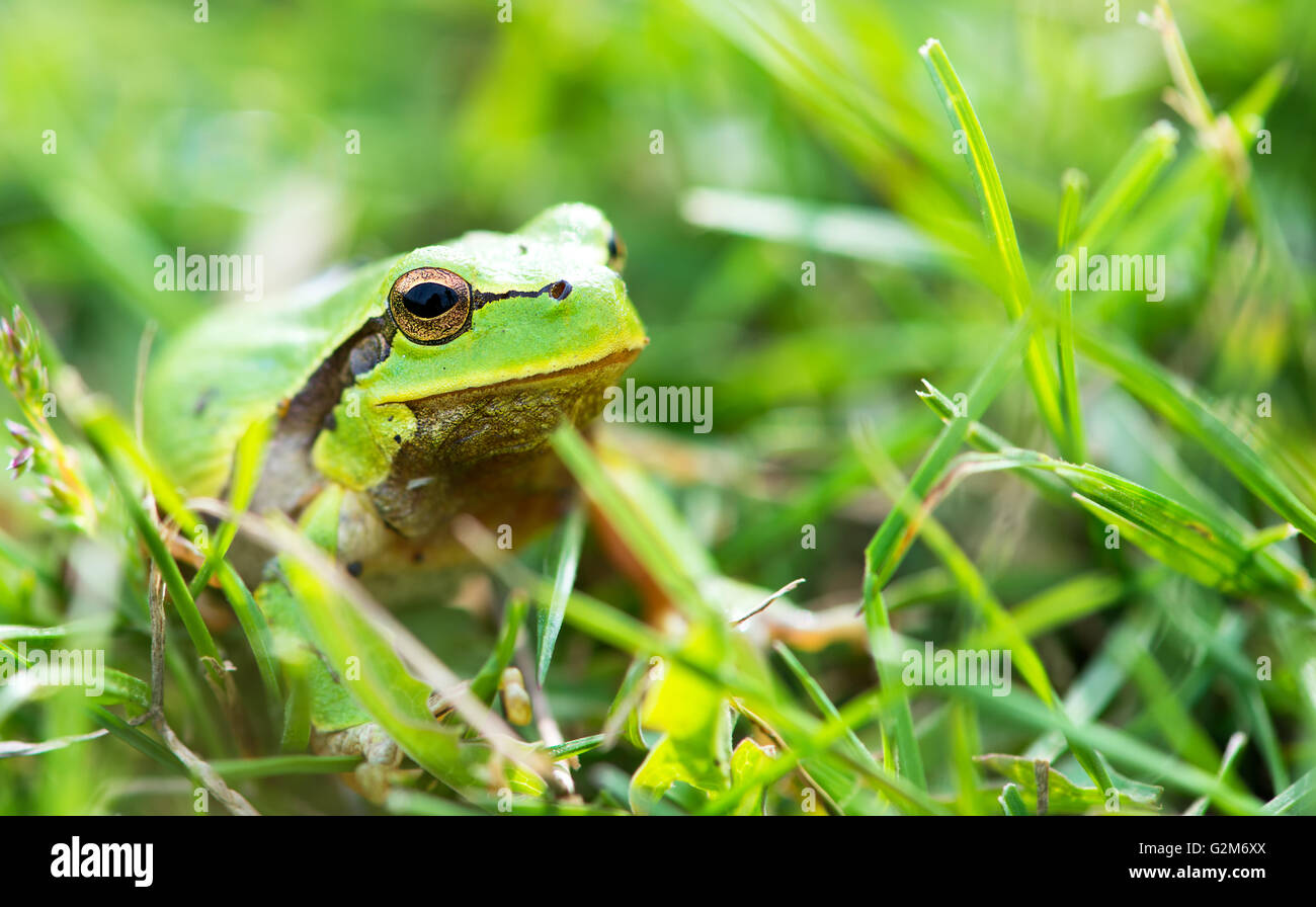 La grenouille verte (Rana ridibunda) Banque D'Images