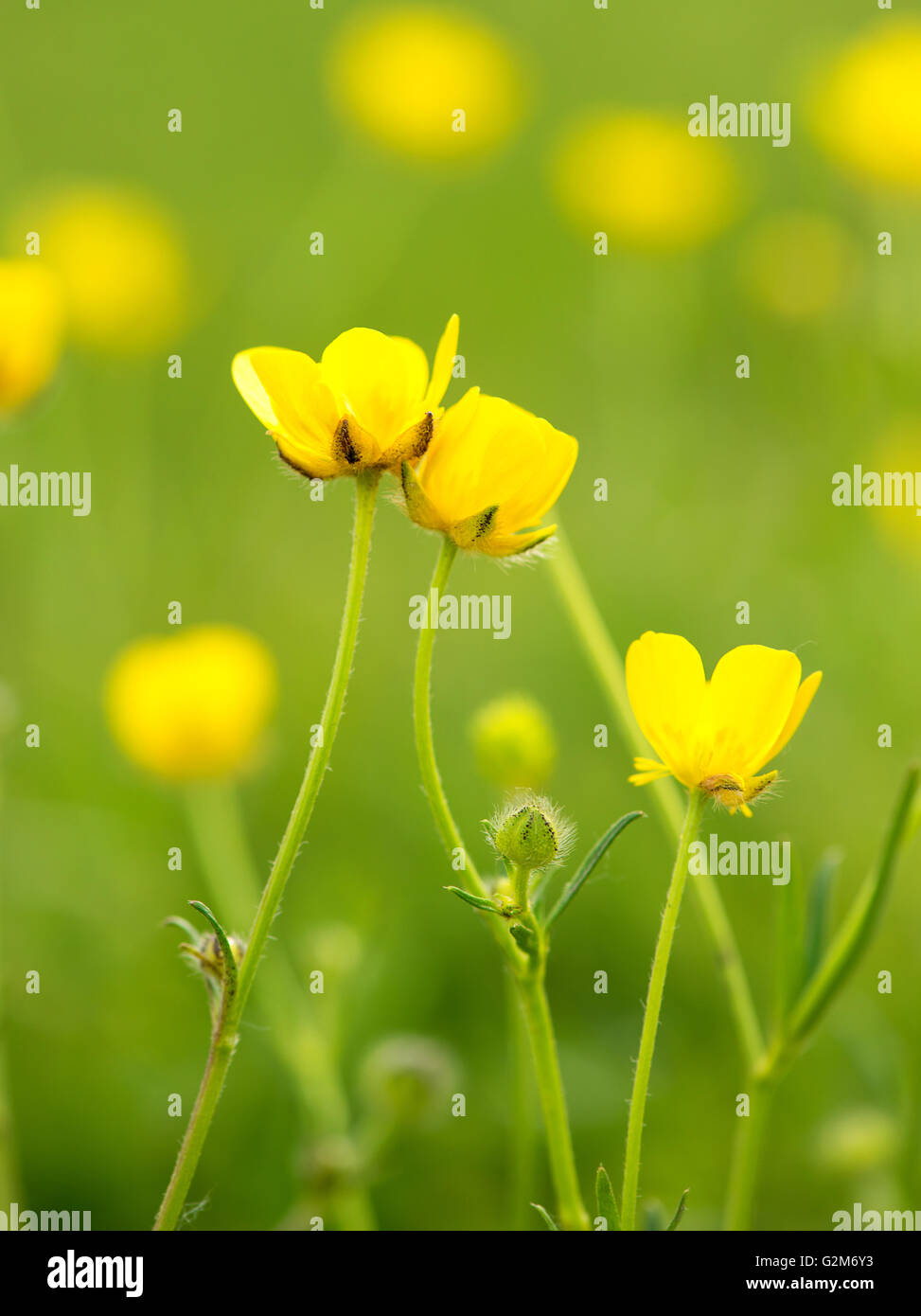 Ranunculus acris fleur, vue rapprochée, selective focus Banque D'Images