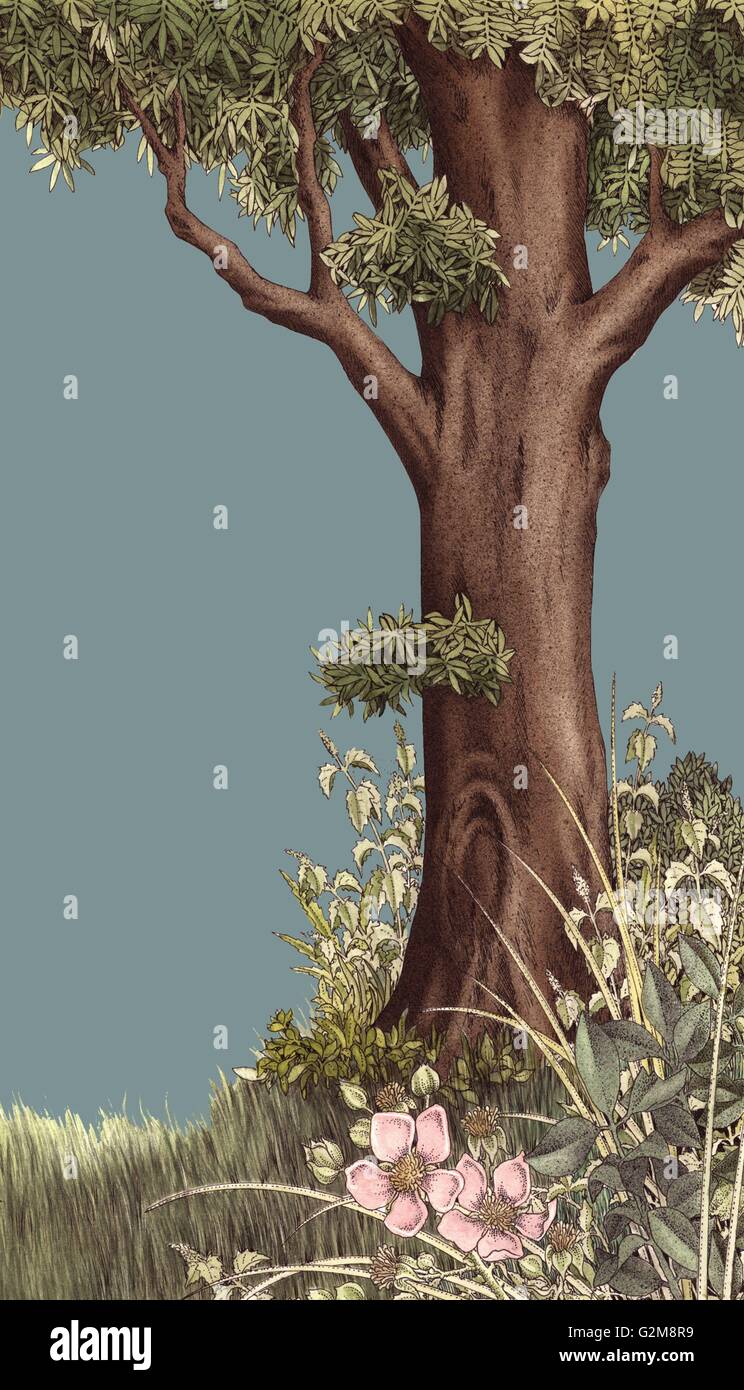 Illustration de l'arbre Banque D'Images