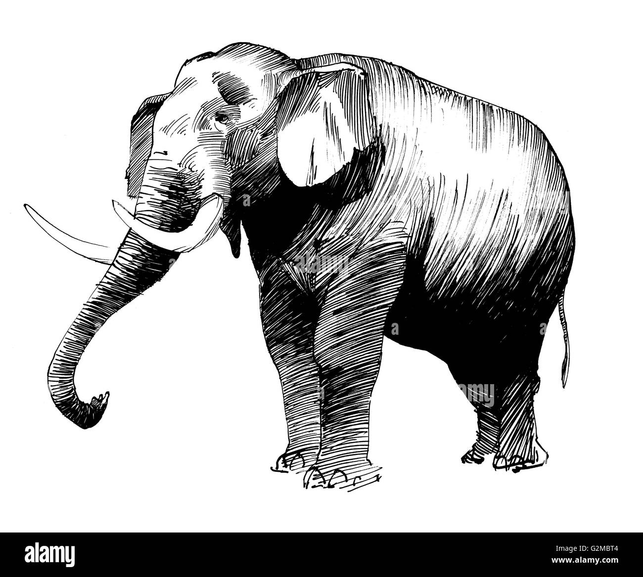 Elephant sur fond blanc Banque D'Images
