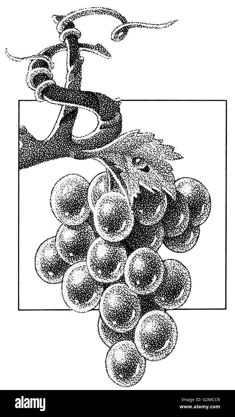 Grappe de raisins sur brindille et tête de l'oiseau Banque D'Images