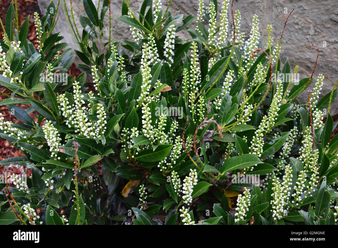 Plantes urbaines Banque D'Images