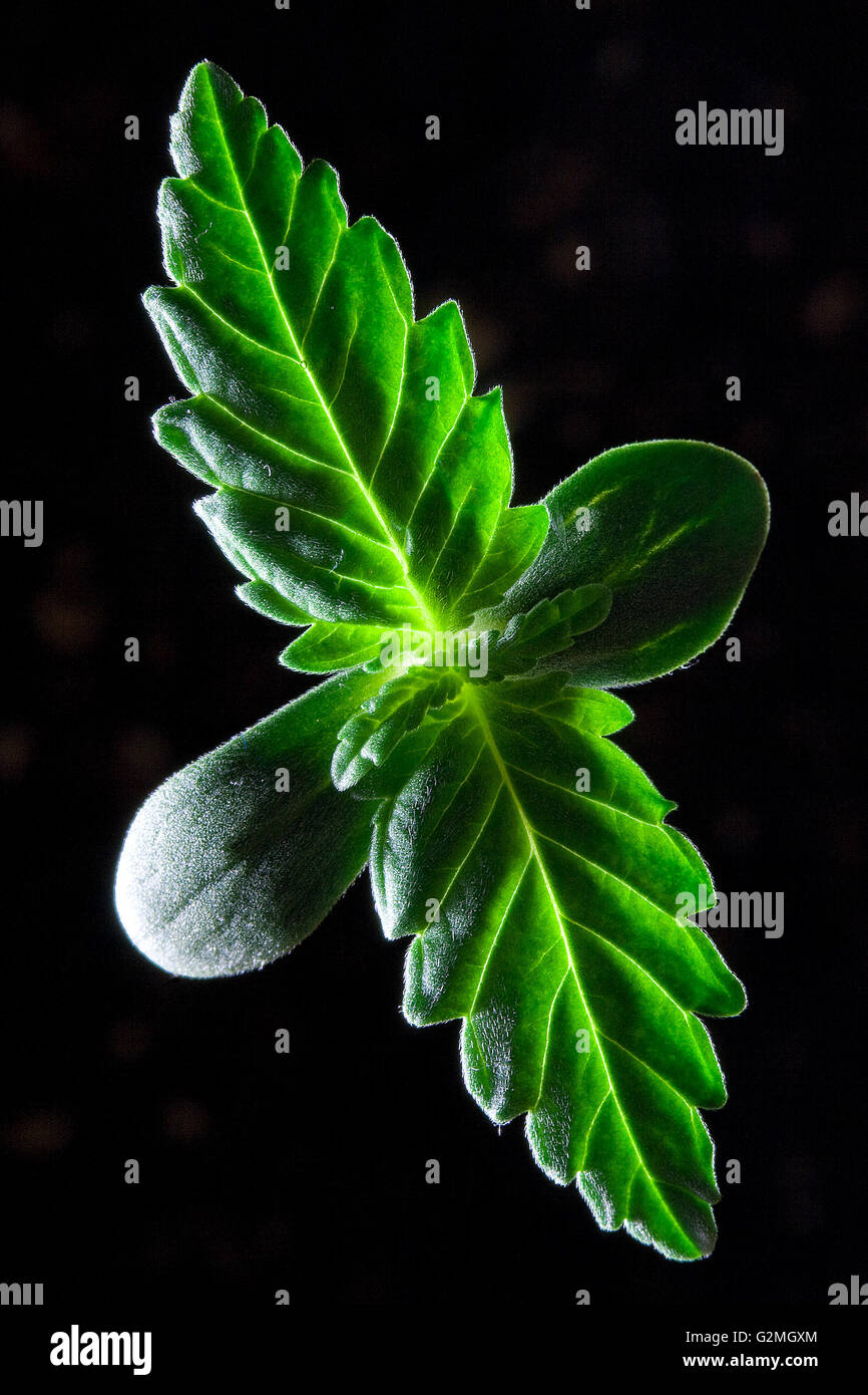 Des semis de Cannabis Marijuana - également connu sous le nom de Plant Banque D'Images