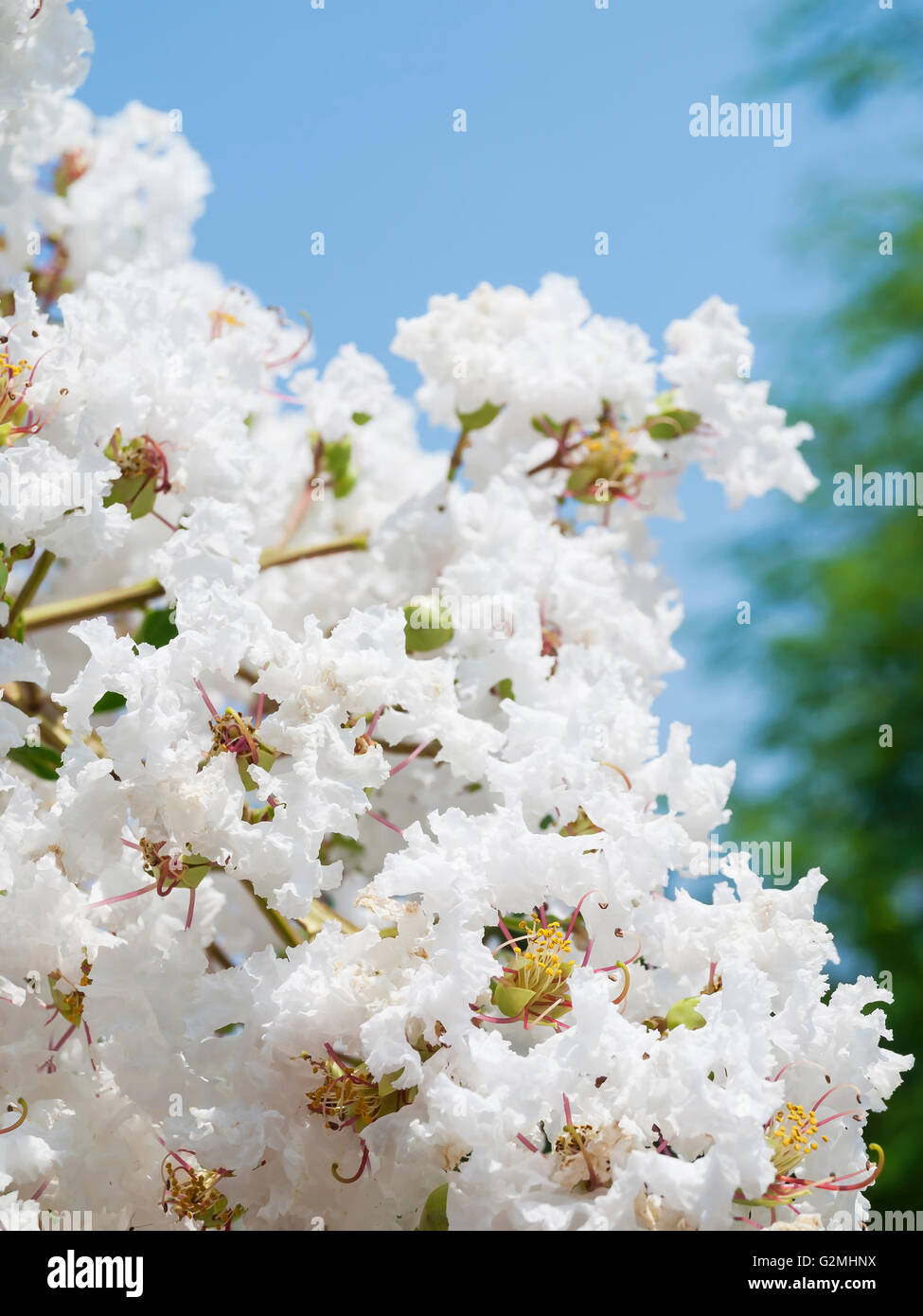 Fleur de Lagerstroemia indica blanc Banque D'Images