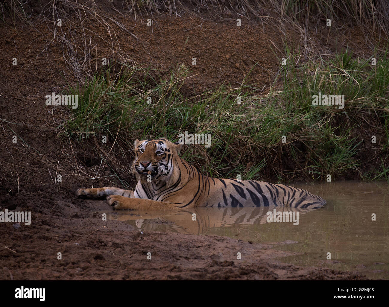 Un tigre du Bengale Royal refroidit dans un étang à Tadoba Banque D'Images