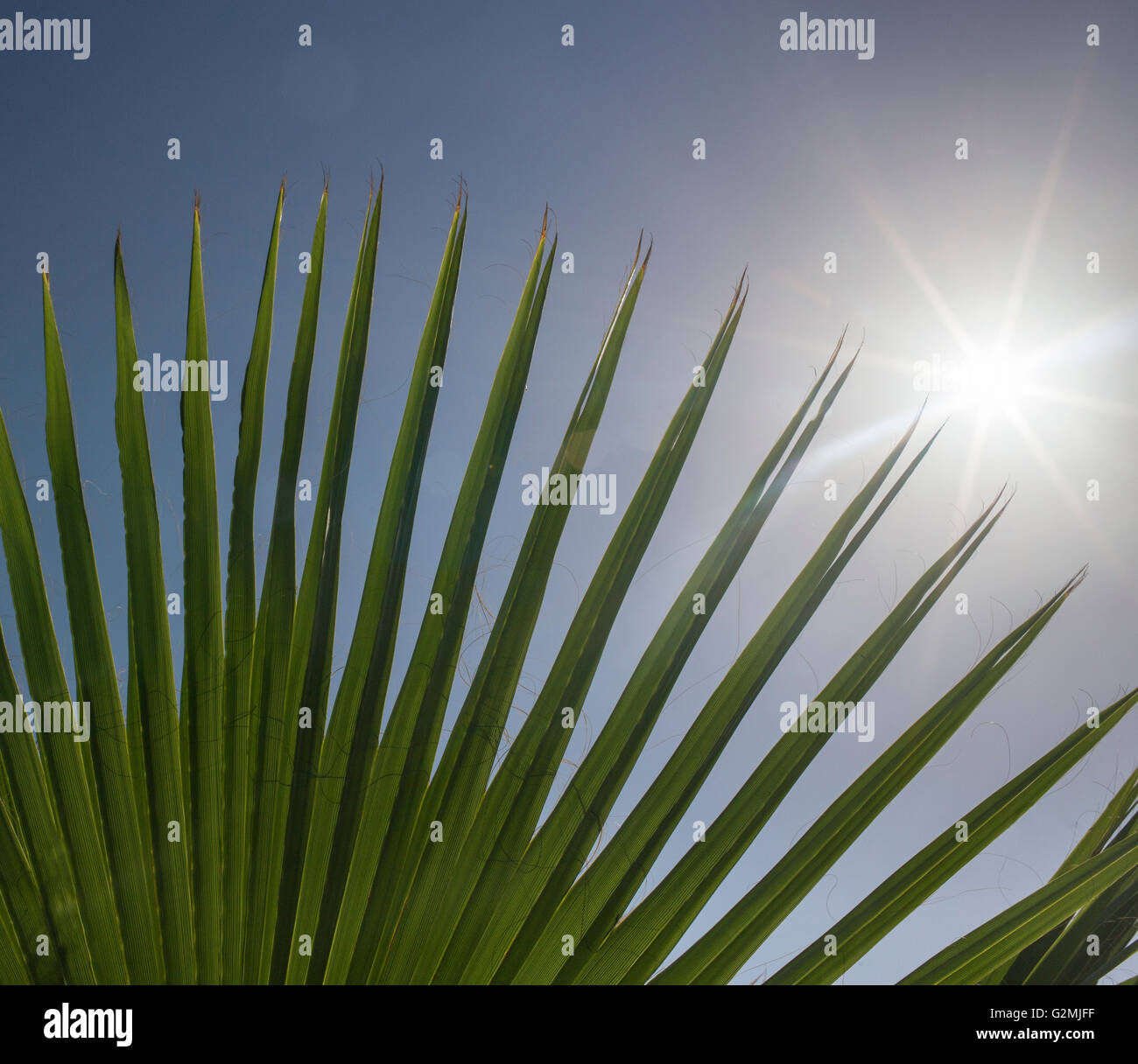Soleil du matin brille à travers les palmes au Koweït. Banque D'Images