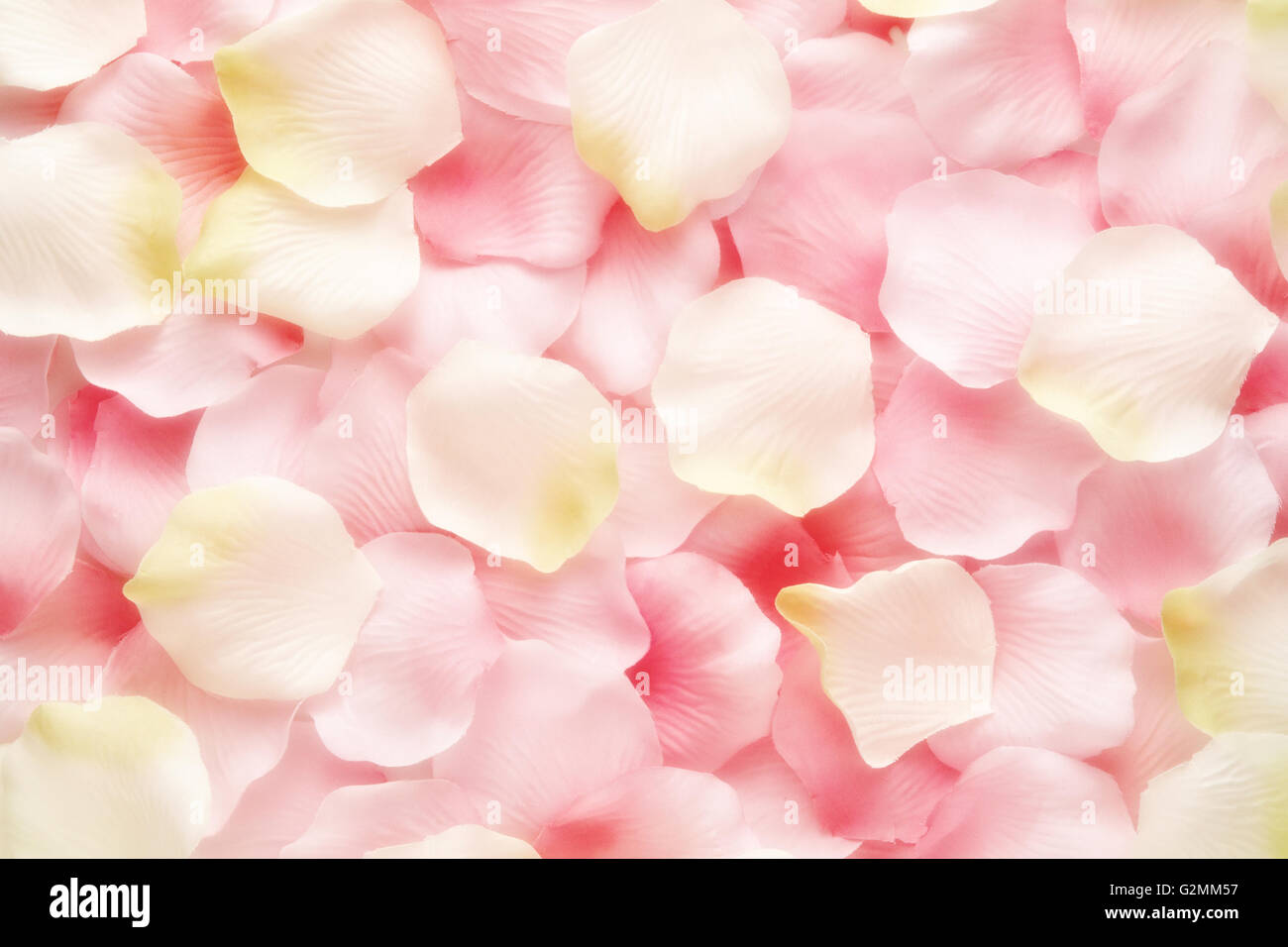 La texture de fond rose et blanc doux pétales de rose dans un mix aléatoire Banque D'Images