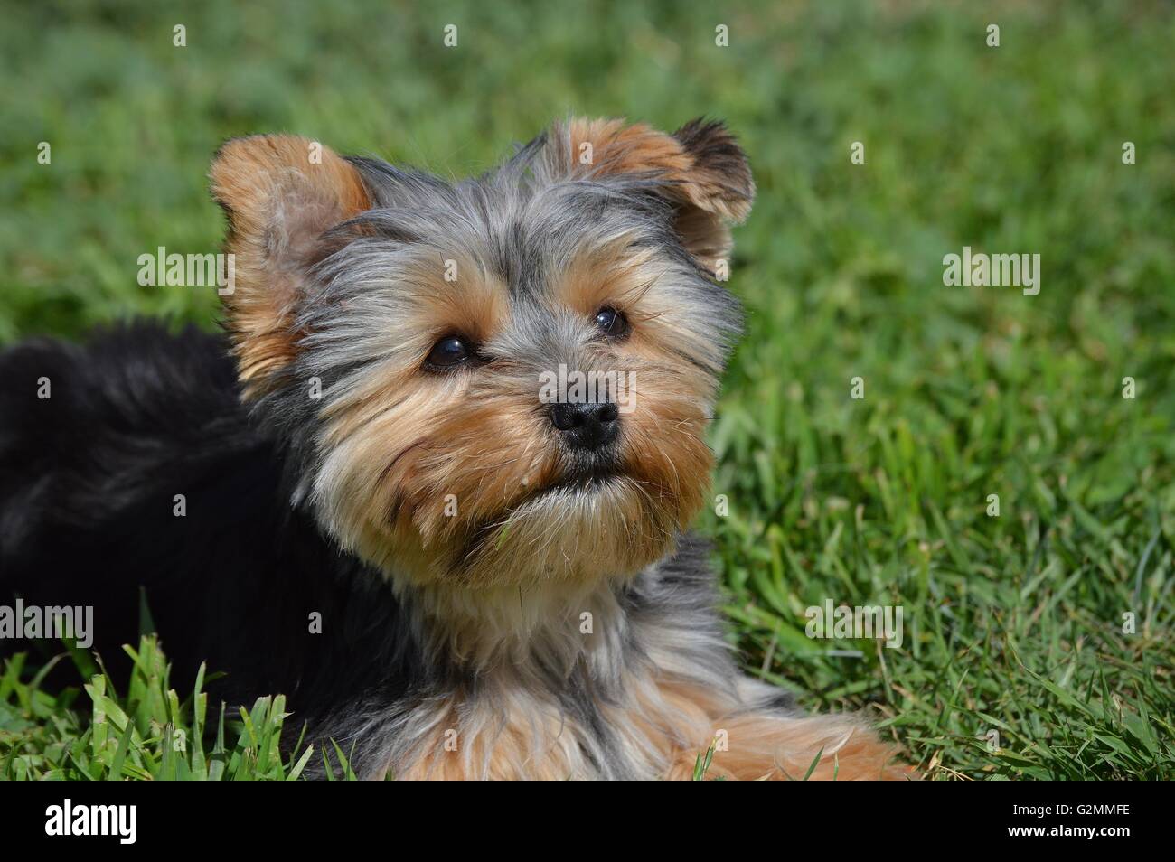 Yorkie Puppy Portrait Banque D'Images