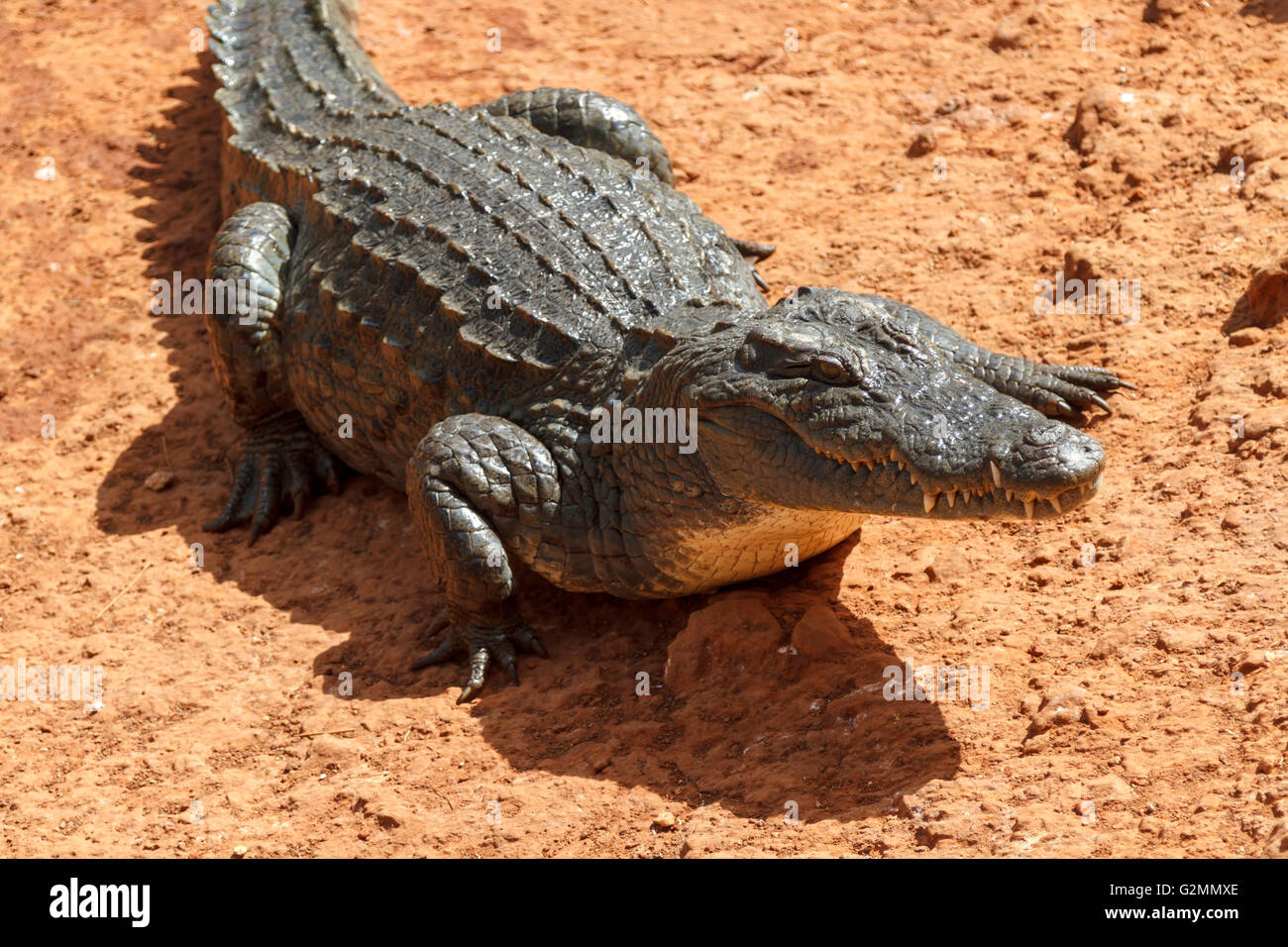 En attente d'alligator dans le bain soleil africain. Banque D'Images