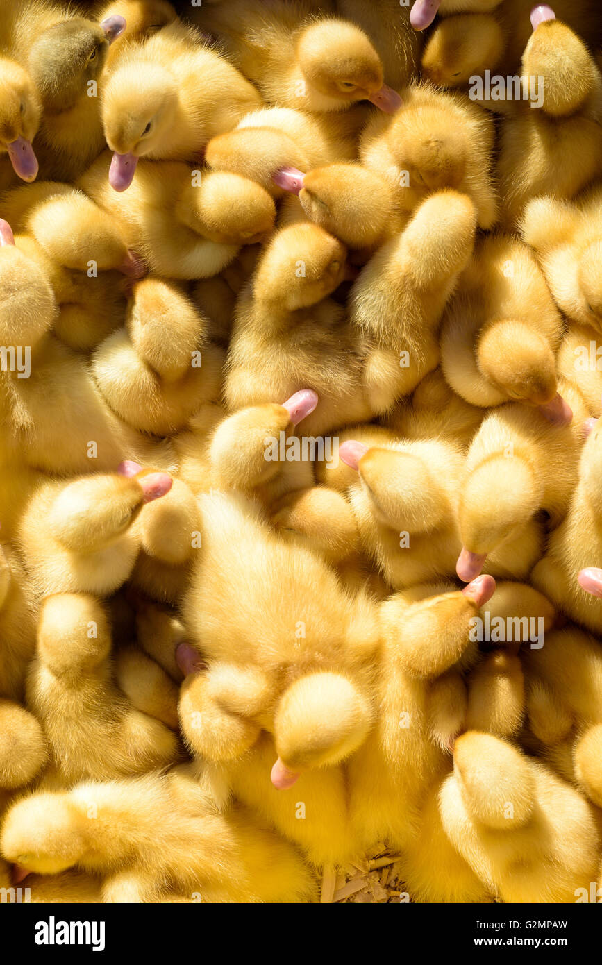 Poussins de chair jaune (Gallus gallus domesticus) le soleil à partir de la hauteur Banque D'Images