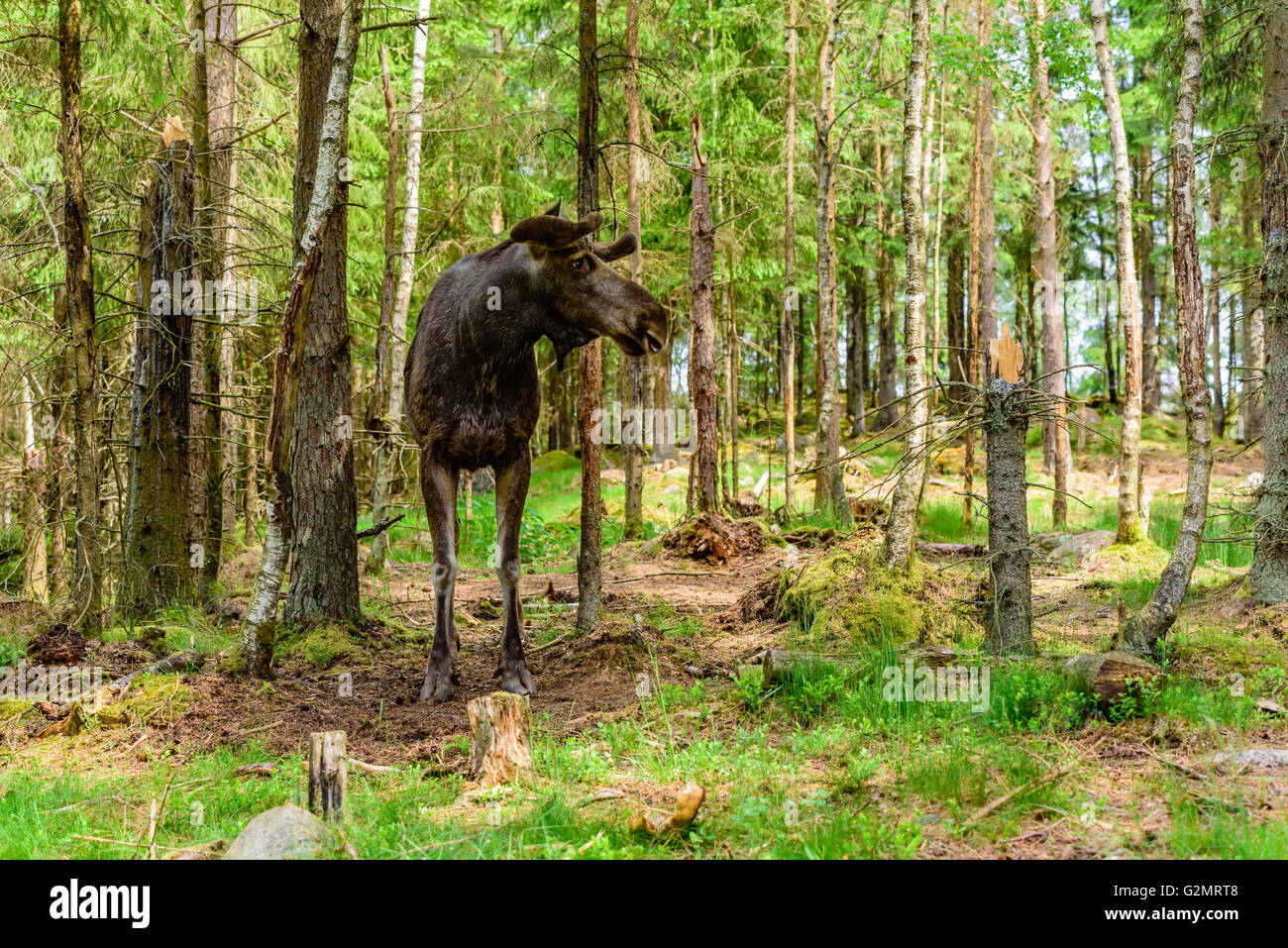 L'orignal (Alces alces), ici un adulte avec des bois de plus en plus sous le velours doux est debout dans la forêt. Banque D'Images