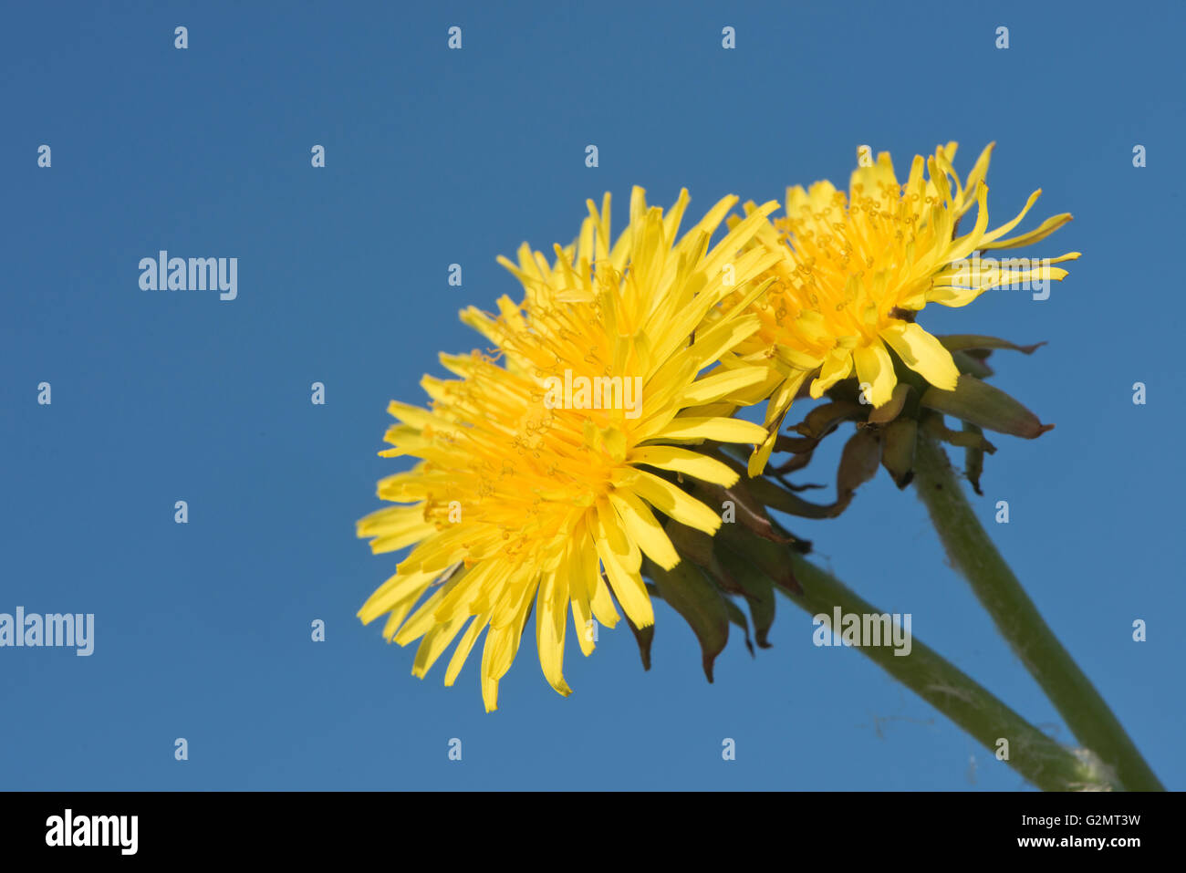 Blossoming pissenlit (Taraxacum) contre un ciel bleu, de l'Ems, Basse-Saxe, Allemagne Banque D'Images