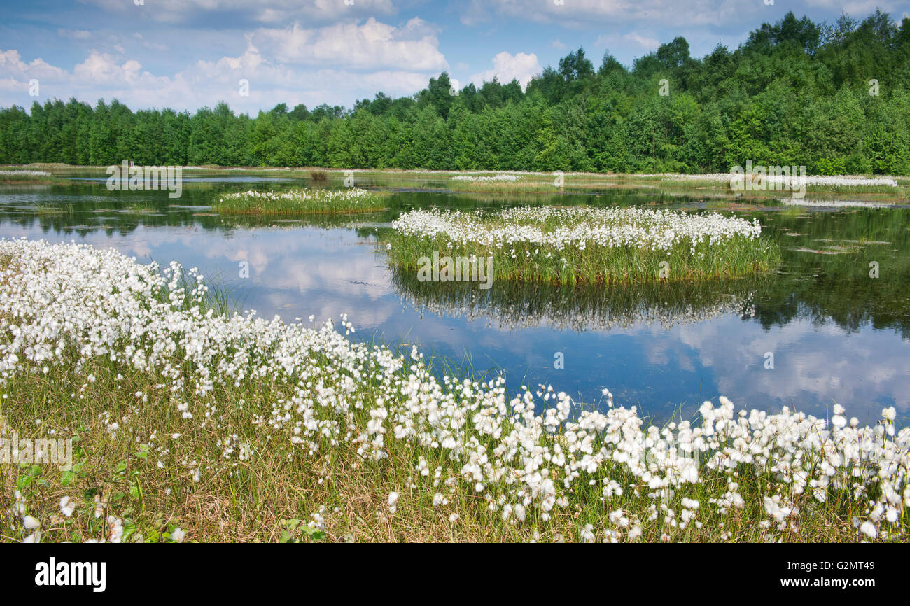 En coton de l'Moor (Eriophorum angustifolium), de l'Ems, Basse-Saxe, Allemagne Banque D'Images