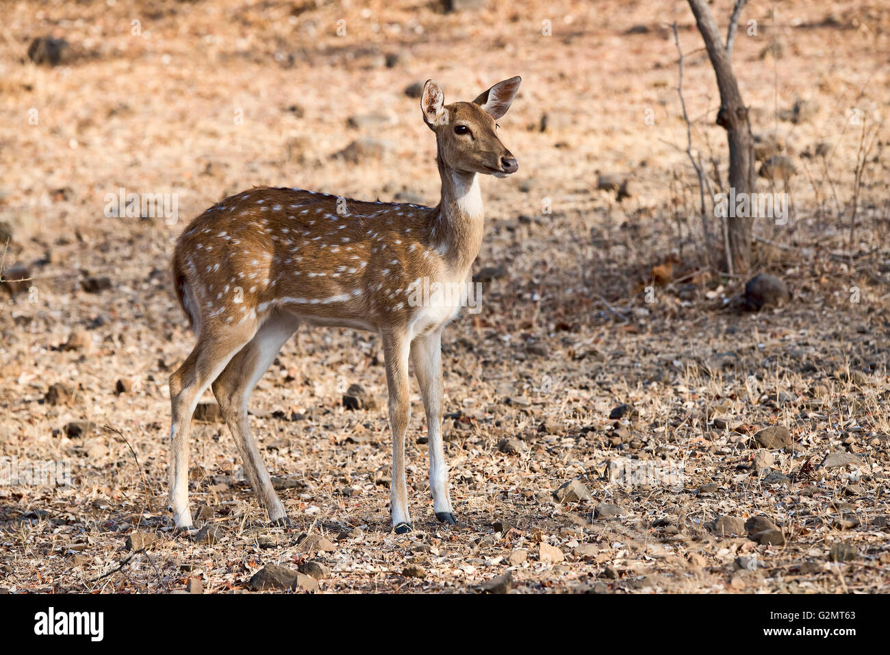 Chital ou cheetal (Axis axis) dans les forêts sèches, Sasan-Gir Réserve Naturelle, Gujarat, Inde Banque D'Images