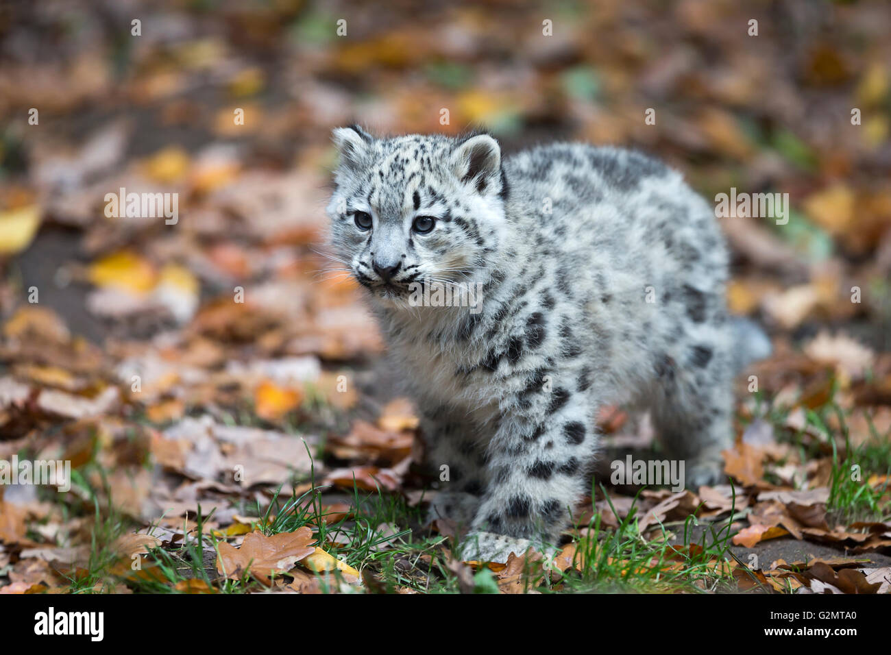 Leopard Des Neiges Bebe Banque D Image Et Photos Alamy