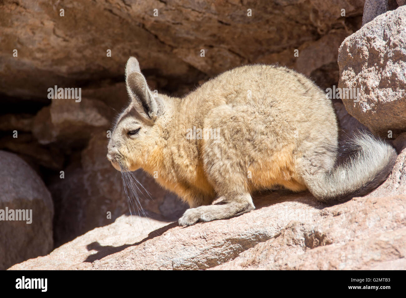 La viscache des montagnes du sud, la viscache (lagidium viscacia) dans les roches, Eduardo Avaroa, réserve nationale de faune andine bolivie Banque D'Images